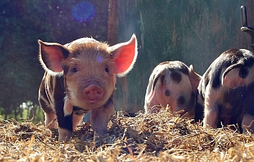 Kunekune Piglet door peteaylward CC BY-NC-SA 2.0